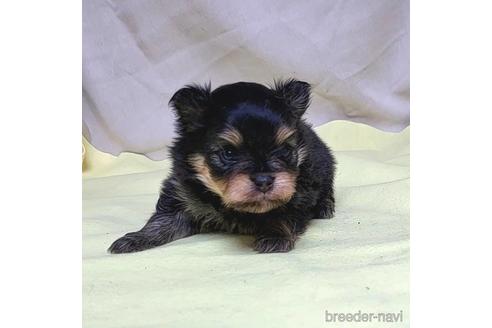 成約済の茨城県のポメラニアン-208793の16枚目