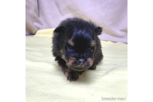 成約済の茨城県のポメラニアン-208794の9枚目