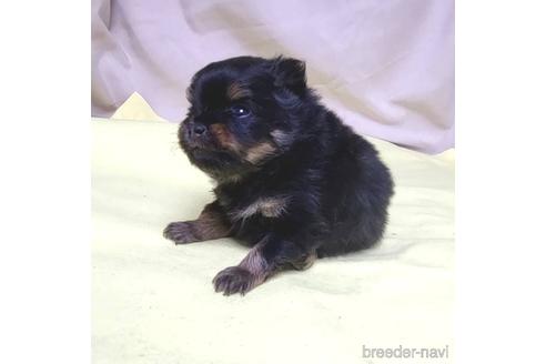 成約済の茨城県のポメラニアン-208794の10枚目