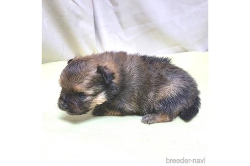 成約済の茨城県のポメラニアン-208797の5枚目