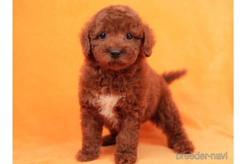 成約済の東京都のトイプードル-208857の3枚目