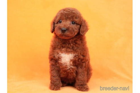 成約済の東京都のトイプードル-208857の4枚目