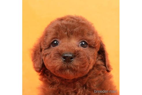 成約済の東京都のトイプードル-208857の1枚目