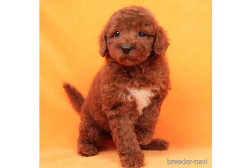 成約済の東京都のトイプードル-208857の5枚目