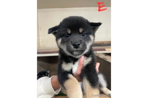 成約済の山梨県の柴犬-208882の1枚目
