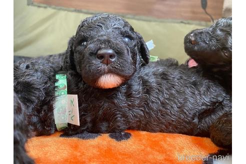 成約済の東京都のミックス犬-208894の14枚目