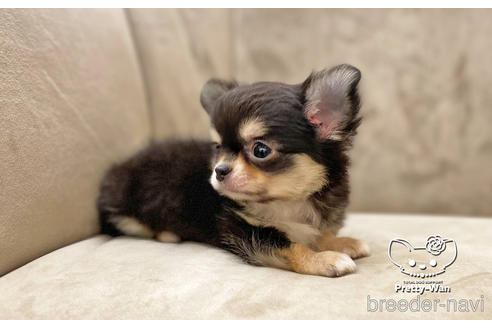 成約済の愛知県のチワワ(ロングコート)-208890の2枚目