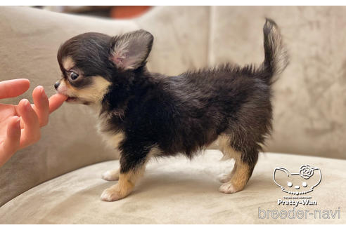 成約済の愛知県のチワワ(ロングコート)-208890の3枚目