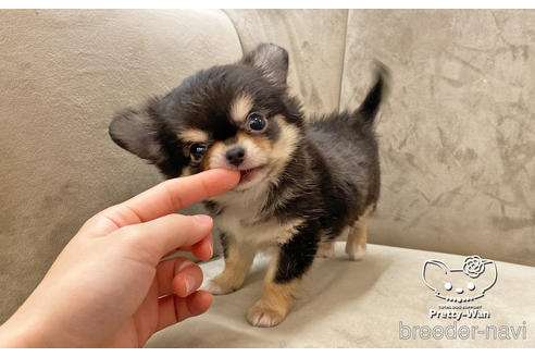 成約済の愛知県のチワワ(ロングコート)-208890の4枚目