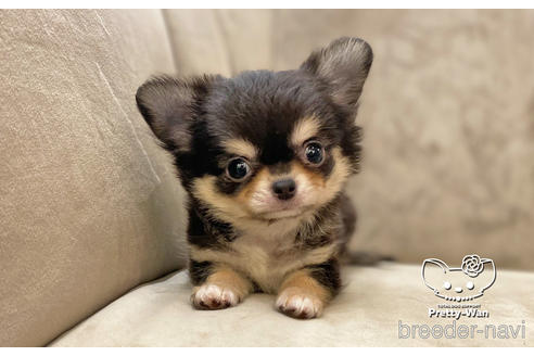 成約済の愛知県のチワワ(ロングコート)-208890