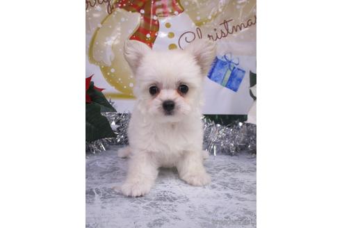 成約済の鳥取県のチワプー:チワワ×トイプードル-203679