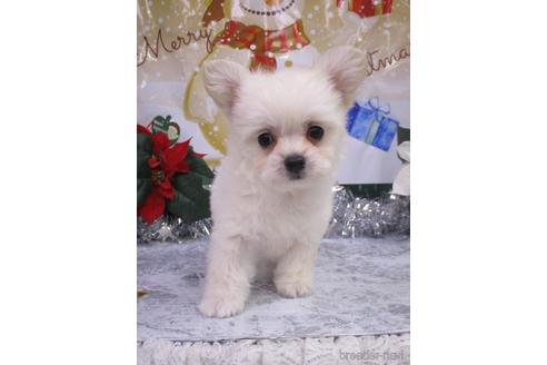 成約済の鳥取県のチワプー:チワワ×トイプードル-203679の2枚目