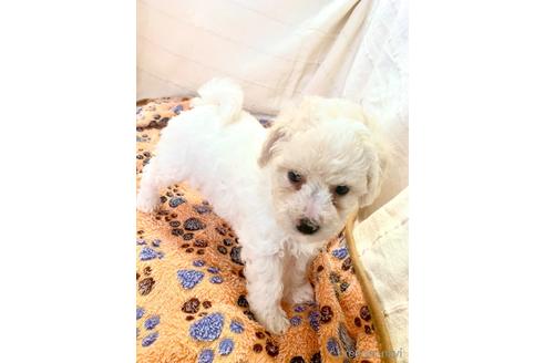 成約済の東京都のミックス犬-207115の6枚目