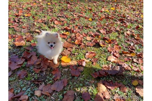 成約済の岐阜県のポメラニアン-191158の4枚目