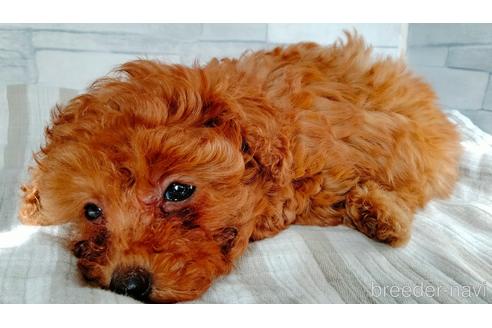 成約済の埼玉県のトイプードル-206473の23枚目