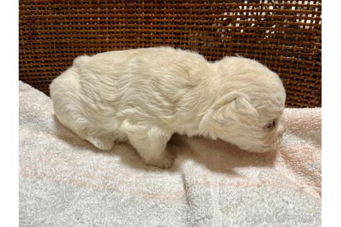 成約済の滋賀県のウエストハイランドホワイトテリア(ウエスティ)-209109の21枚目