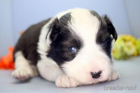 成約済の埼玉県のボーダーコリー-209122の5枚目