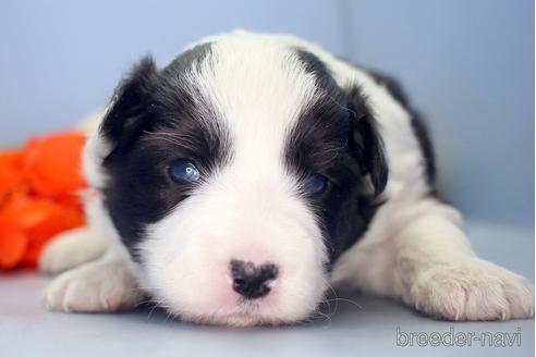 成約済の埼玉県のボーダーコリー-209122の4枚目