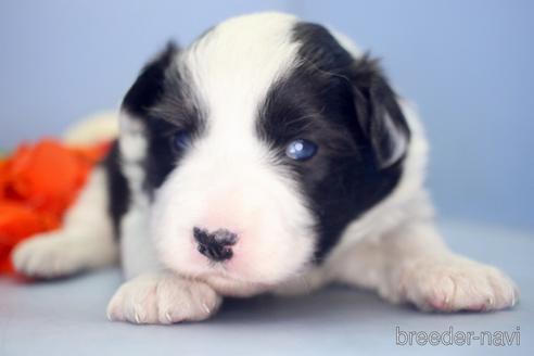 成約済の埼玉県のボーダーコリー-209122の3枚目