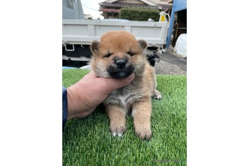 成約済の広島県の柴犬-206335の1枚目