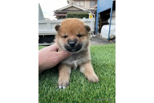 成約済の広島県の柴犬-206335の2枚目