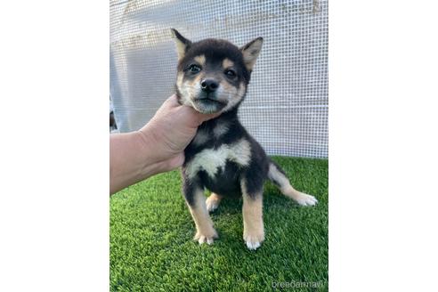 成約済の広島県の柴犬-209125の1枚目