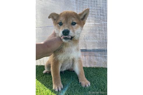 成約済の広島県の柴犬-209126の1枚目