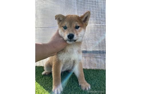 成約済の広島県の柴犬-209126の2枚目