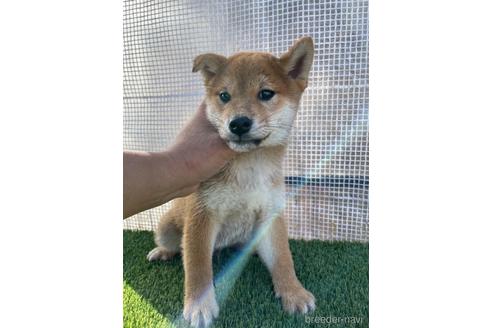 成約済の広島県の柴犬-209126の4枚目