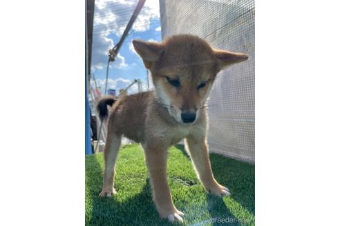 成約済の広島県の柴犬-209127の1枚目