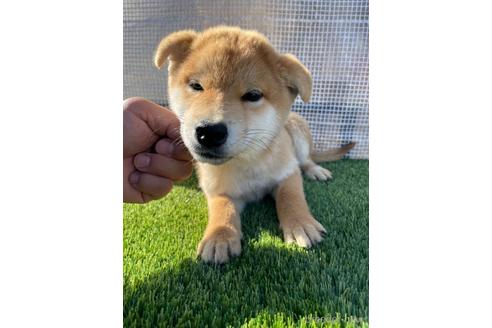 成約済の広島県の柴犬-202252の2枚目