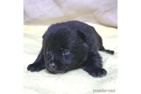 成約済の茨城県のスキッパーキ-209141の23枚目