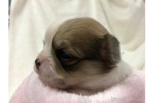 成約済の千葉県のチワワ(ロングコート)-210600の12枚目