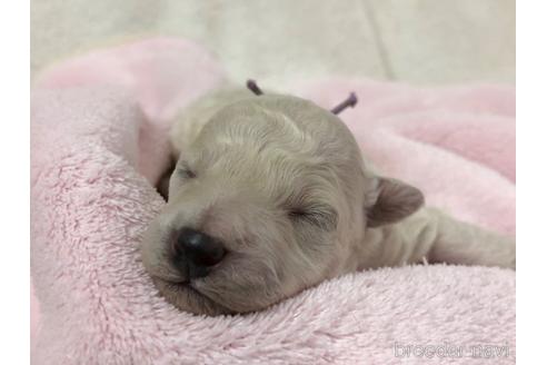 成約済の千葉県のトイプードル-210598の5枚目