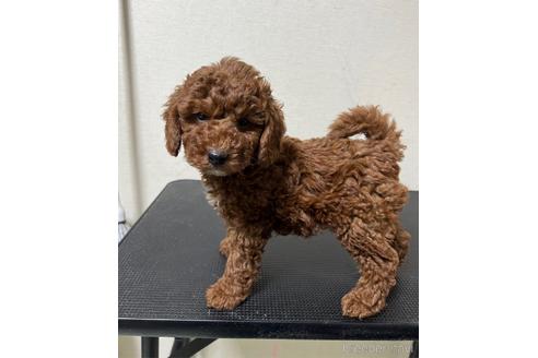 成約済の東京都のトイプードル-208869の3枚目