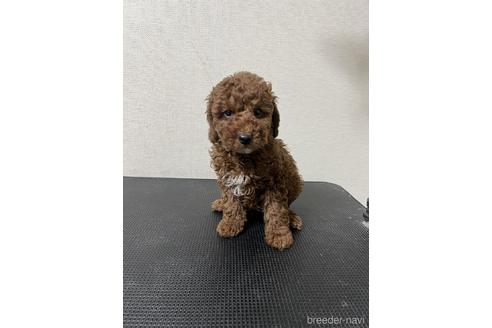 成約済の東京都のトイプードル-208869の2枚目