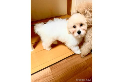 成約済の静岡県のミックス犬-202964の19枚目