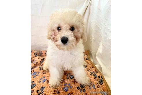 成約済の静岡県のミックス犬-202964の18枚目