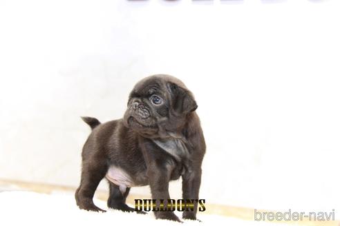 成約済の東京都のパグ-209213の7枚目