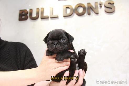 成約済の東京都のパグ-209213の6枚目