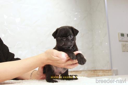 成約済の東京都のパグ-209213の5枚目