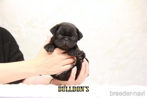 成約済の東京都のパグ-209213の3枚目