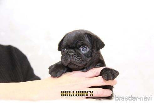 成約済の東京都のパグ-209213の2枚目