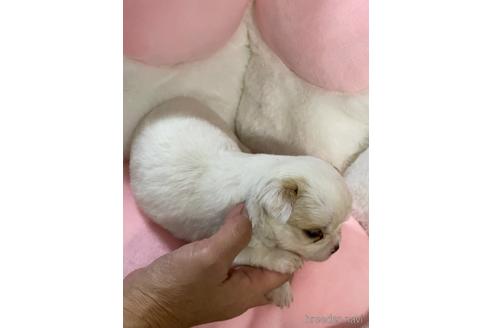 成約済の愛媛県のチワワ(ロングコート)-207551の8枚目