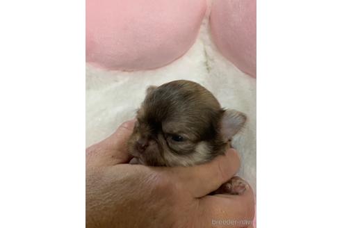 成約済の愛媛県のチワワ(ロングコート)-208137の12枚目