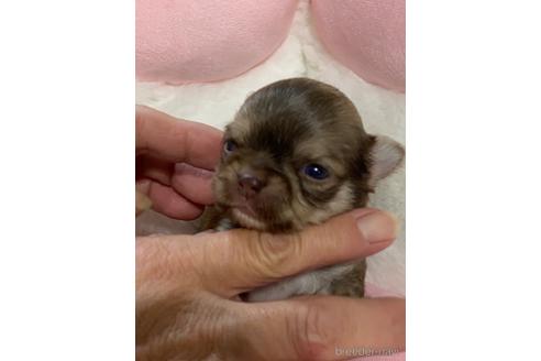 成約済の愛媛県のチワワ(ロングコート)-208137の10枚目