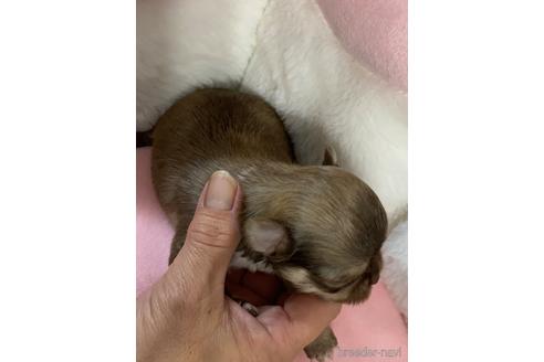 成約済の愛媛県のチワワ(ロングコート)-208137の7枚目