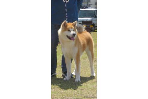 岡山県の秋田犬｜女の子・2021年05月17日生まれ・赤毛(親犬ID：7972)