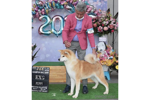 岡山県の秋田犬｜女の子・2021年05月17日生まれ・赤毛(親犬ID：7972)