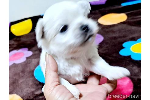 成約済の広島県のミックス犬-209257の1枚目